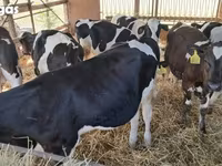 ثور, Simmental cattle — الصورة 4