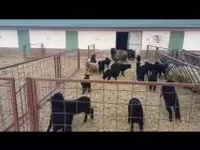 نعجة, Racka sheep — الصورة 7