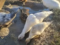 Ducks — foto 2