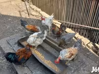 Chickens — fotografija 1