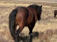公马, Kazakh horse — 照片 2
