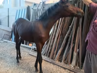 Pastuv, French Trotter — fotografija 6