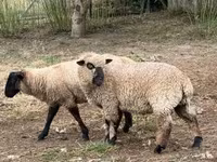 Schafe (Partie, Geschlecht nicht angegeben), White Suffolk sheep — Foto 7
