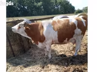 بقرة, Simmental cattle — الصورة 1