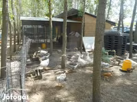 Geese — photo 1