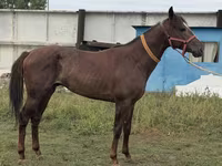 Pastuv, Arabian horse — fotografija 8