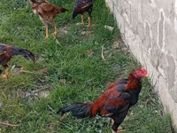 Chickens — fotografija 2