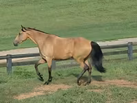 Kobila, Missouri foxtrotter — fotografija 2