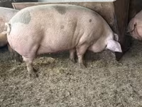 Boar, Pigs — photo 6