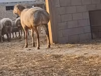 मेढ़ा, Hissar sheep — फ़ोटो 2