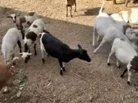 Carnero, Cameroon sheep — foto 3