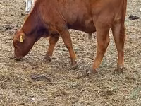 公牛, Aberdeen-Angus — 照片 3