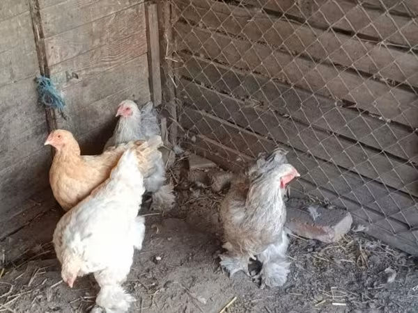 Brahma