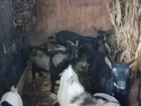 Cabra, Cabras — foto 1