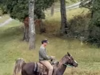 Pastuv, Rocky Mountain Horse — fotografija 2