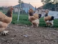 Brahma — photo 4
