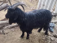 Koza, Dagestan coarsewool goat — fotografija 2