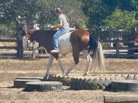 Koń, American paint horse — zdjęcie 5