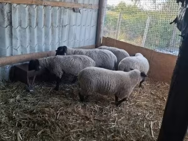 Qoʻy, White Suffolk sheep