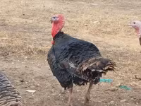 برونز — الصورة 2