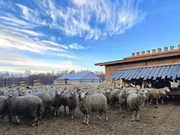 Ovan, Kuibyshev sheep — fotografija 2