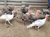 Turkeys — zdjęcie 1