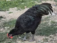 Australijska pit borbena kokoš — fotografija 3