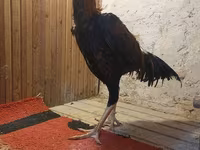 Chickens — fotografija 4