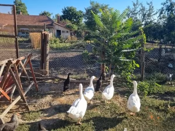 Geese — Macarıstan