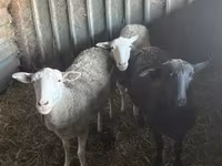 Oveja, Ovejas — foto 1