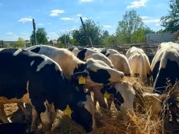Бұқа, Russian Black pied cattle