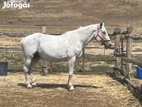 Yegua, Hungarian horse breed — foto 1
