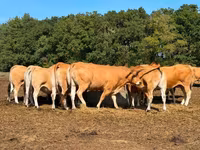 Krava, Partenaise cattle — fotografija 3