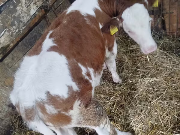 Cow, Simmental cattle