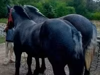 Aygʻir, Percheron — 1-rasm