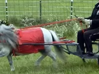 Pastuv, Miniature horse — fotografija 6