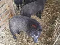 Oveja, Texel sheep — foto 3
