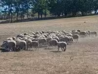 Schaf, White Suffolk sheep — Foto 1