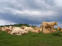 Корова, Blonde d’Aquitane cattle — фото 1