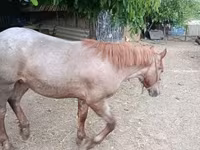 Horse (M), Horses — photo 4