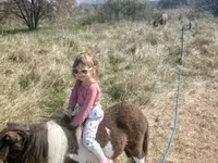 Pastuv, Falabella — fotografija 3