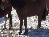 馬（ロット、性別未指定）, Horse breed — 写真 1