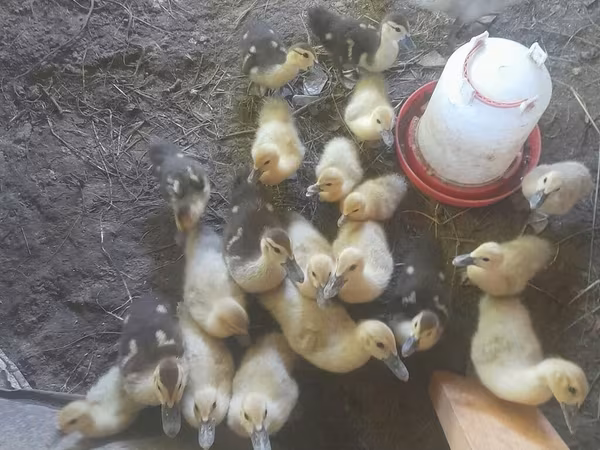 Ducks