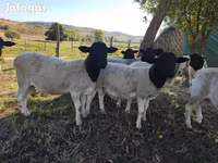 Widder, Dorper sheep — Foto 2