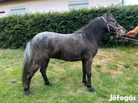घोड़ा, Appaloosa — फ़ोटो 2