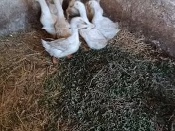 Ducks — ハンガリー