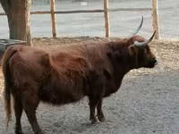 Cow, Highland — photo 4