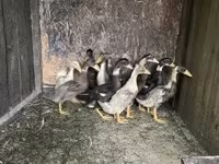 Ducks — fotografija 4