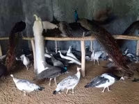 Chickens — Foto 5