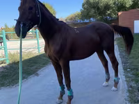 Koń, Budyonny horse — zdjęcie 1